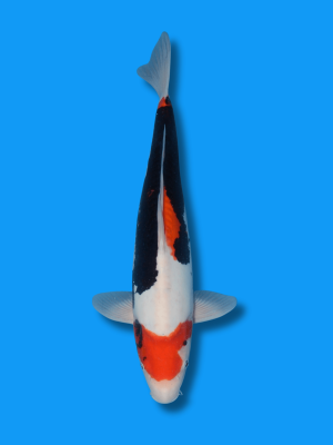 Beni Kumonryu | Koi&Co.